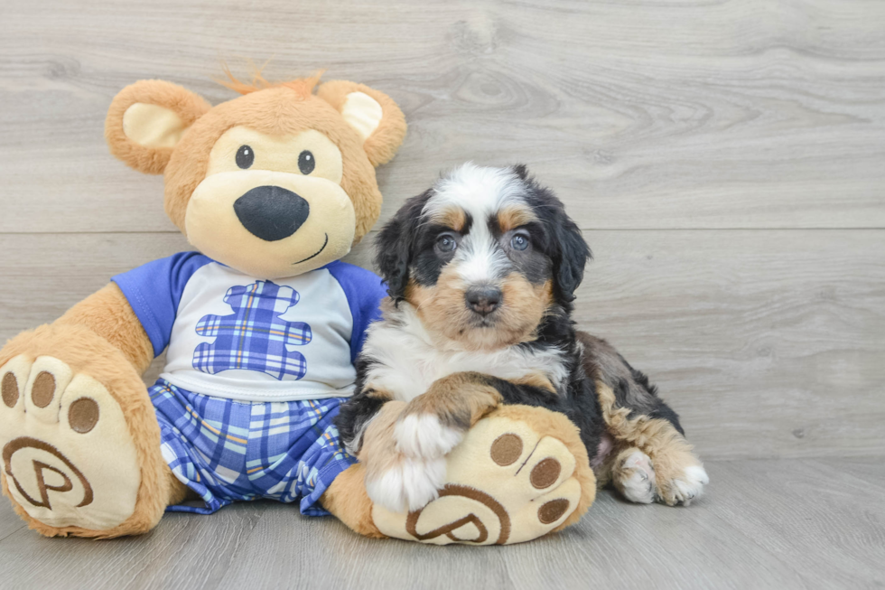 Fluffy Mini Bernedoodle Poodle Mix Pup