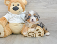 7 week old Mini Bernedoodle Puppy For Sale - Premier Pups