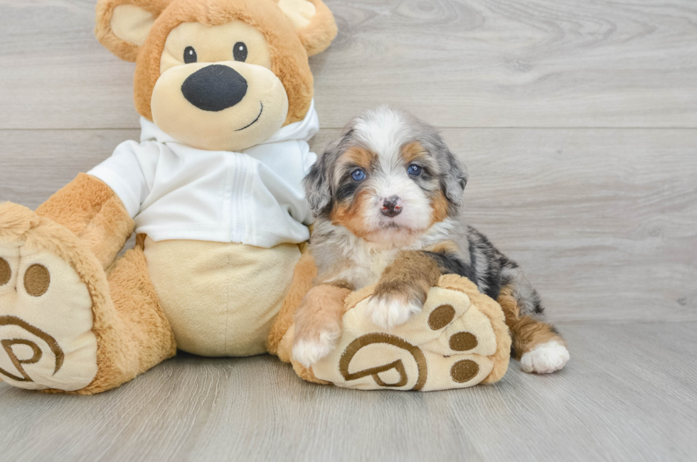 5 week old Mini Bernedoodle Puppy For Sale - Premier Pups