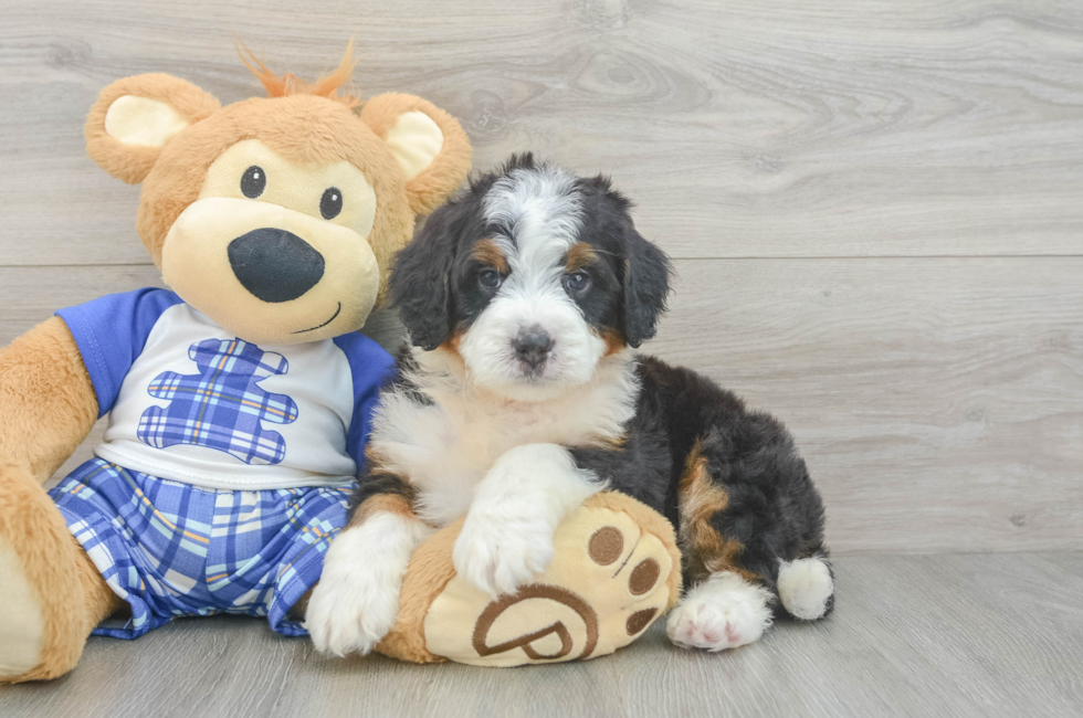 5 week old Mini Bernedoodle Puppy For Sale - Premier Pups