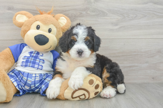Popular Mini Bernedoodle Poodle Mix Pup