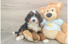 Mini Bernedoodle Pup Being Cute