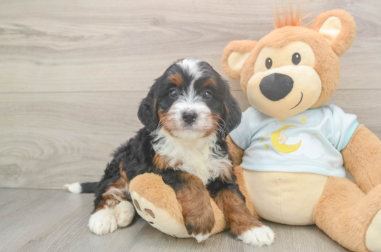 Mini Bernedoodle Pup Being Cute