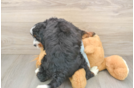 Sweet Mini Bernedoodle Baby