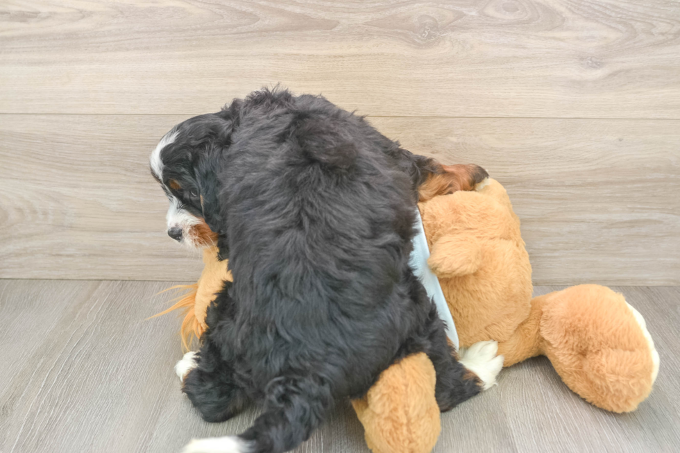Sweet Mini Bernedoodle Baby