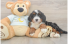 Mini Bernedoodle Pup Being Cute
