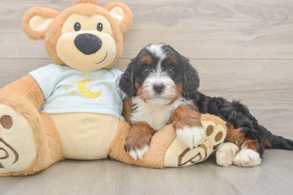 Mini Bernedoodle Pup Being Cute