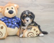 6 week old Mini Bernedoodle Puppy For Sale - Premier Pups