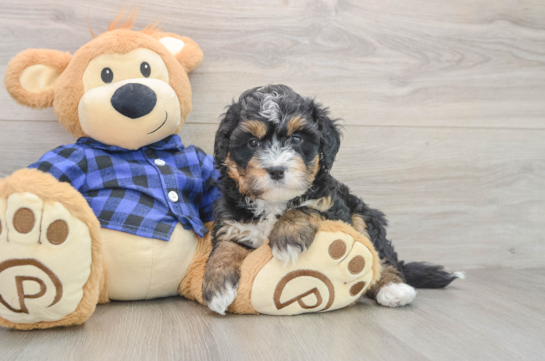 Best Mini Bernedoodle Baby