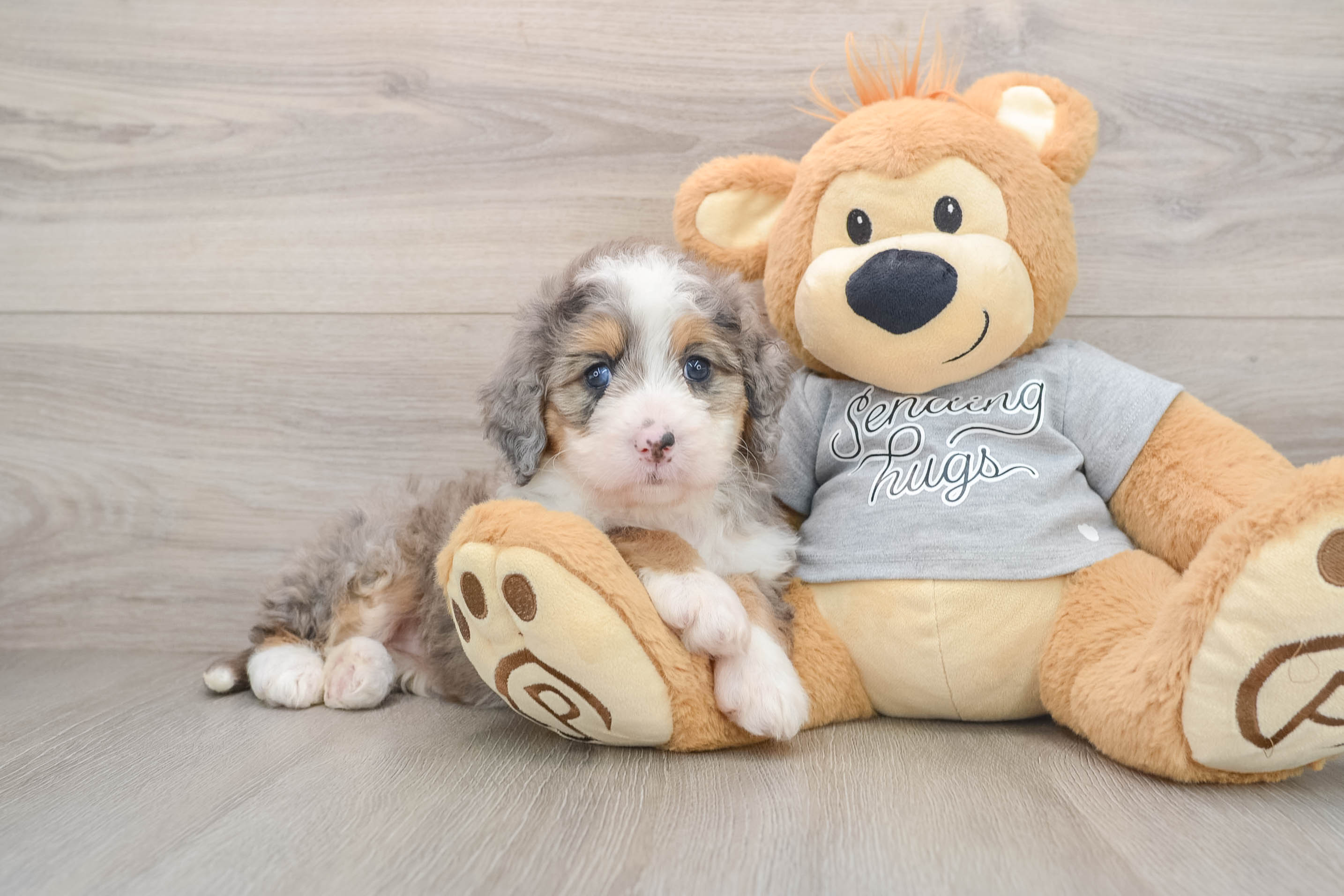 Mini Bernedoodle Puppy for Adoption