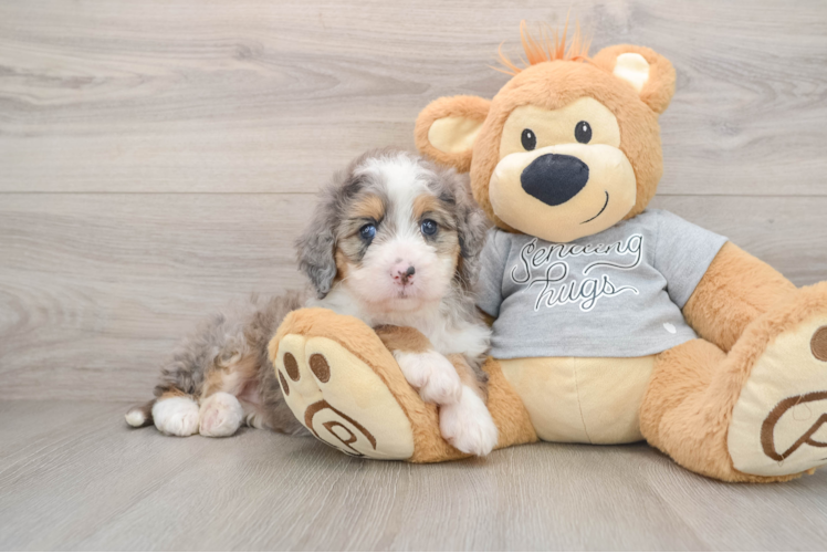 Mini Bernedoodle Puppy for Adoption