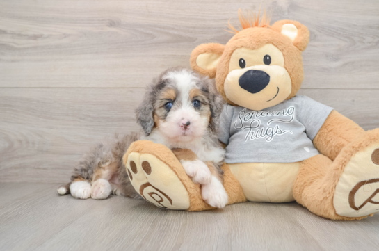 Mini Bernedoodle Puppy for Adoption