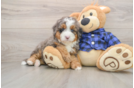 Best Mini Bernedoodle Baby