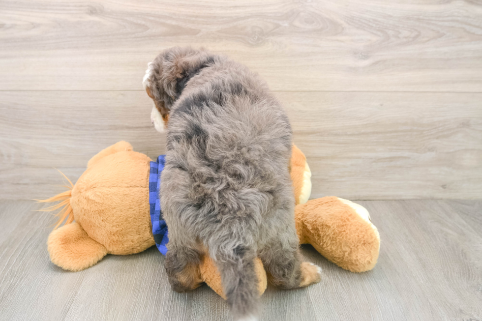 Mini Bernedoodle Pup Being Cute