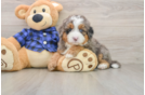 Mini Bernedoodle Pup Being Cute