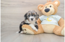 Mini Bernedoodle Puppy for Adoption