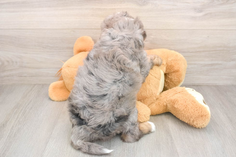 Best Mini Bernedoodle Baby