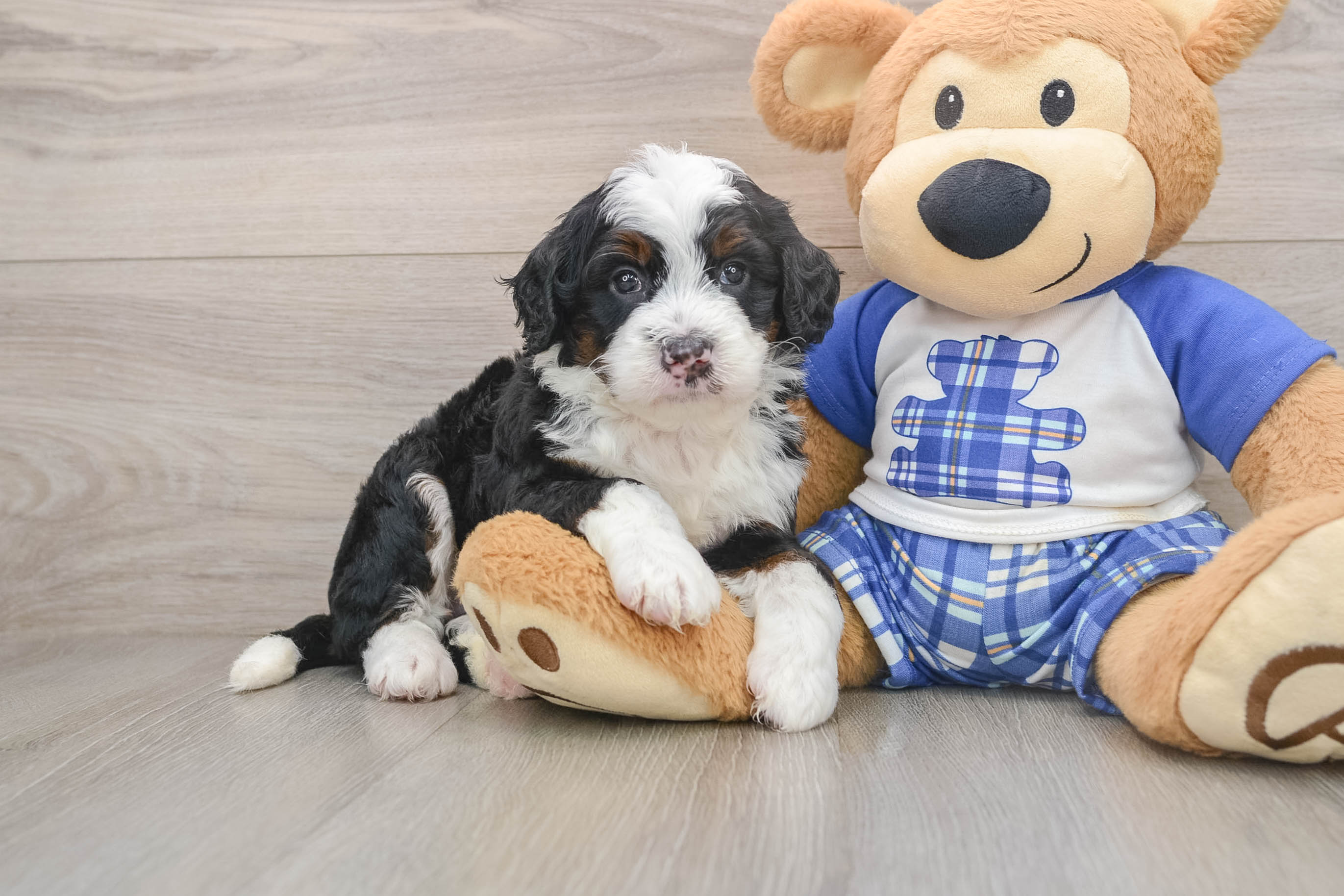 Friendly Mini Bernedoodle Baby