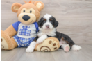 Energetic Bernese Doodle Poodle Mix Puppy