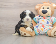 7 week old Mini Bernedoodle Puppy For Sale - Premier Pups