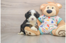 Popular Mini Bernedoodle Poodle Mix Pup