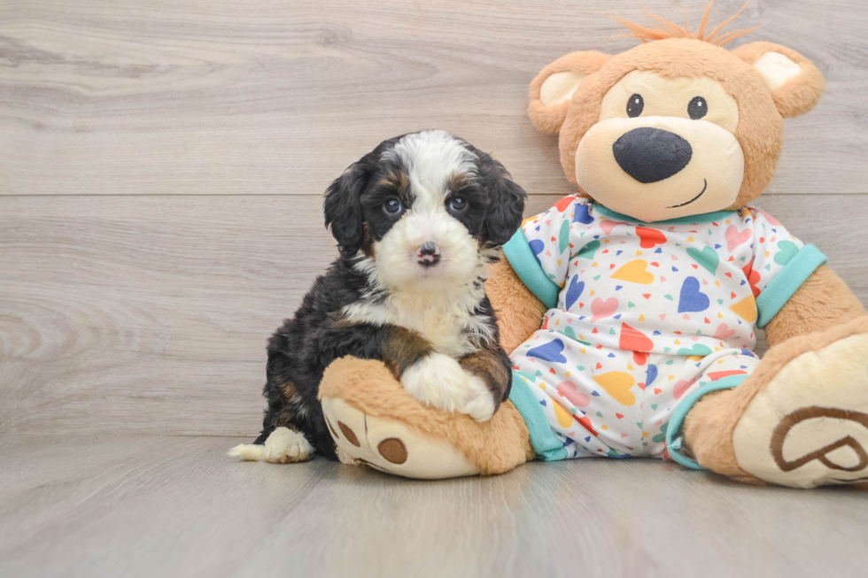 Popular Mini Bernedoodle Poodle Mix Pup