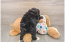 Small Mini Bernedoodle Baby