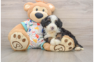 Fluffy Mini Bernedoodle Poodle Mix Pup