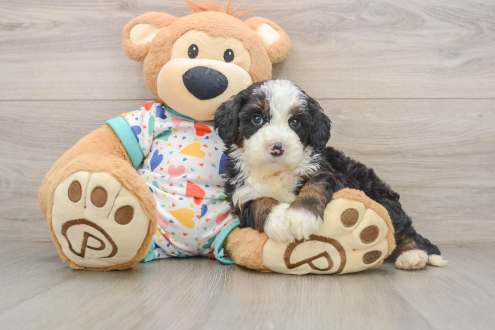 Fluffy Mini Bernedoodle Poodle Mix Pup