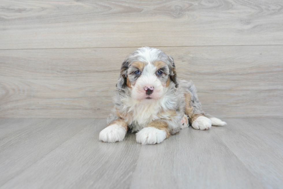 Best Mini Bernedoodle Baby