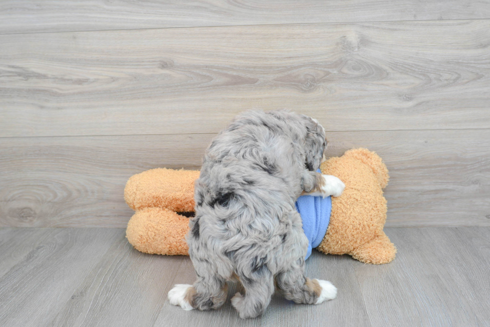 Petite Mini Bernedoodle Poodle Mix Pup