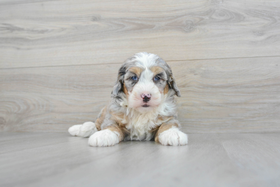 Popular Mini Bernedoodle Poodle Mix Pup