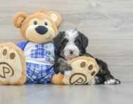 7 week old Mini Bernedoodle Puppy For Sale - Premier Pups