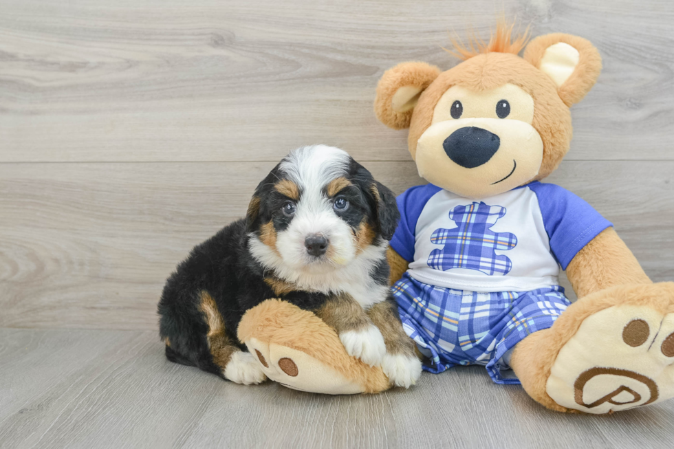 Mini Bernedoodle Pup Being Cute