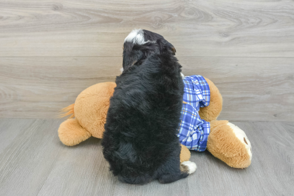 Adorable Mini Bernepoo Poodle Mix Puppy