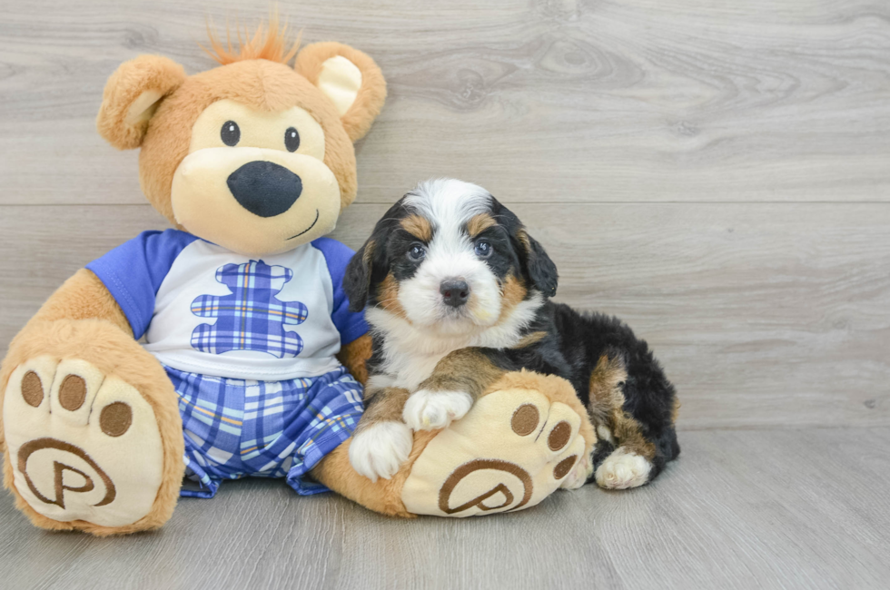 5 week old Mini Bernedoodle Puppy For Sale - Premier Pups