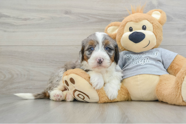 Happy Mini Bernedoodle Baby