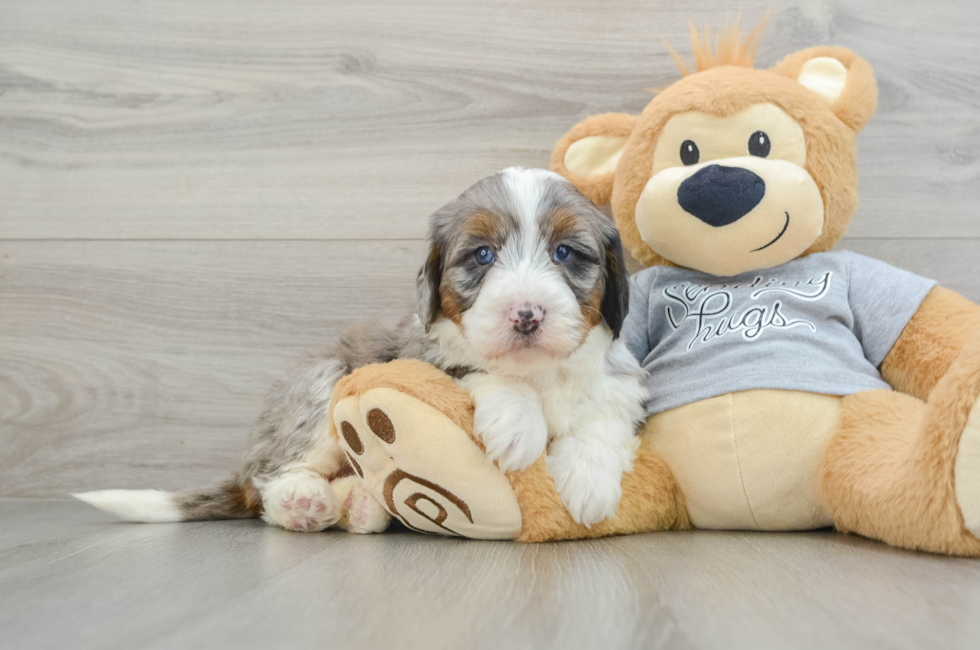 5 week old Mini Bernedoodle Puppy For Sale - Premier Pups