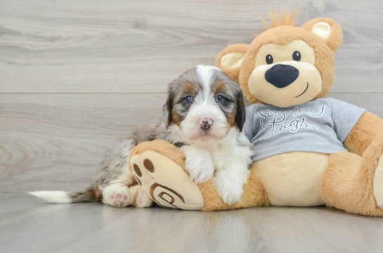 Happy Mini Bernedoodle Baby