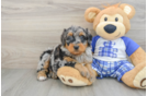 Best Mini Bernedoodle Baby