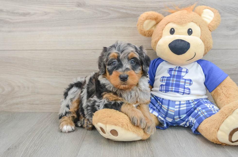 6 week old Mini Bernedoodle Puppy For Sale - Premier Pups