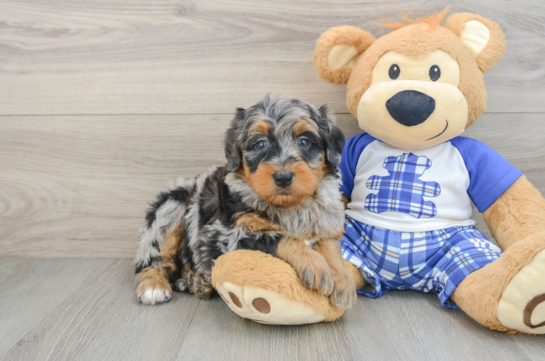 Best Mini Bernedoodle Baby