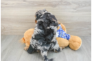 Happy Mini Bernedoodle Baby