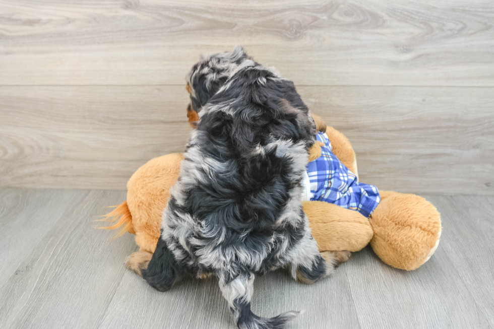 Happy Mini Bernedoodle Baby