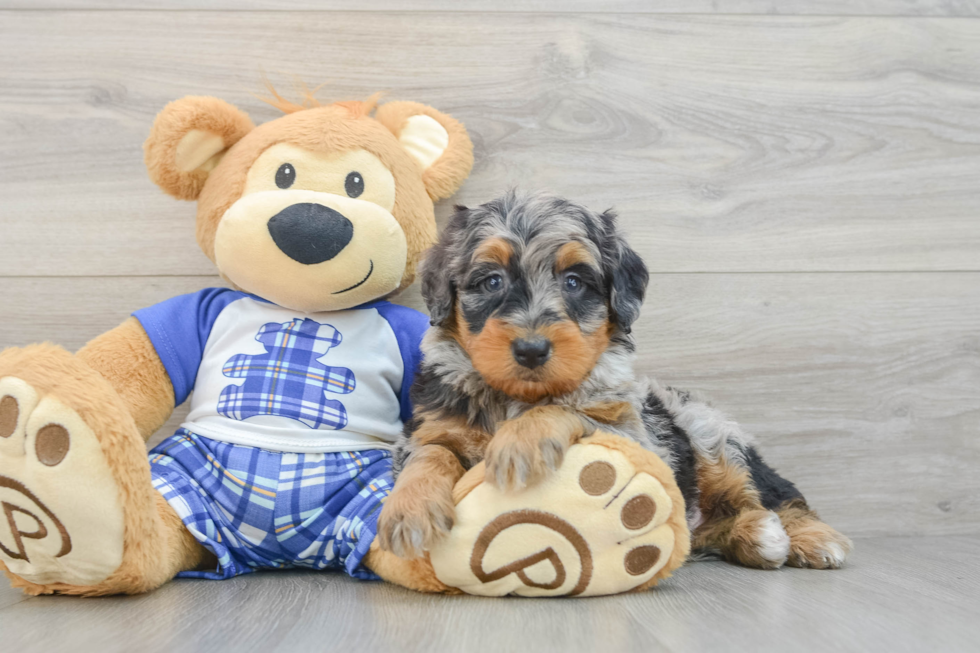 Mini Bernedoodle Pup Being Cute