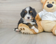 7 week old Mini Bernedoodle Puppy For Sale - Premier Pups