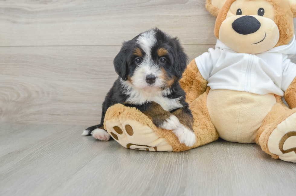 5 week old Mini Bernedoodle Puppy For Sale - Premier Pups