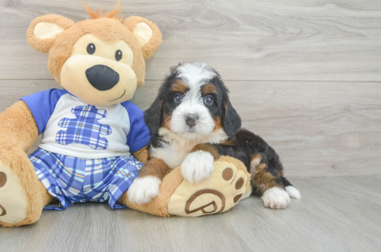 Mini Bernedoodle Puppy for Adoption