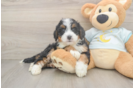 Energetic Mini Bernadoodle Poodle Mix Puppy