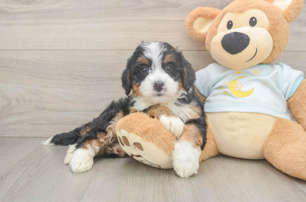 5 week old Mini Bernedoodle Puppy For Sale - Premier Pups